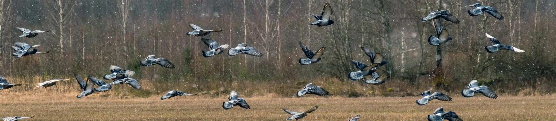 Taubenabwehr Taubenabwehr