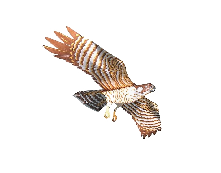 Bird of prey kite (falcon) Bird of prey kite (falcon)