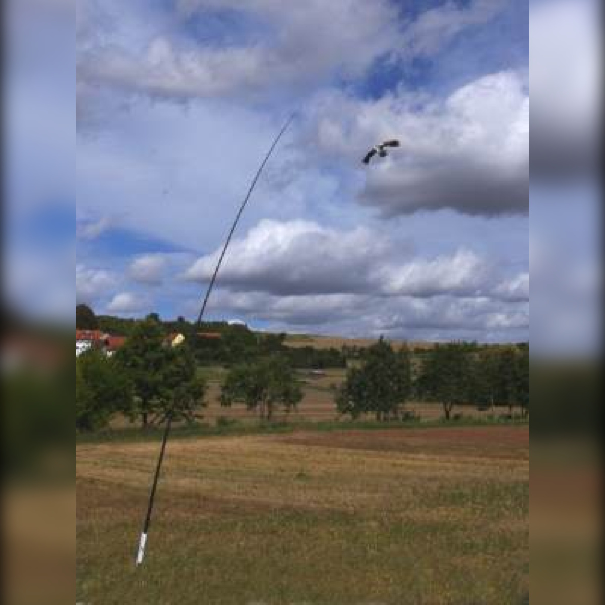 Bird of prey kite set Bird of prey kite set