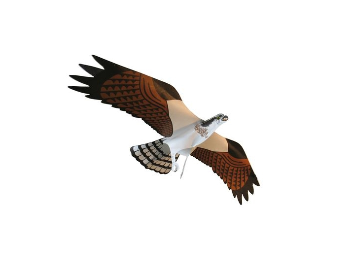Bird of prey kite (eagle) Bird of prey kite (eagle)
