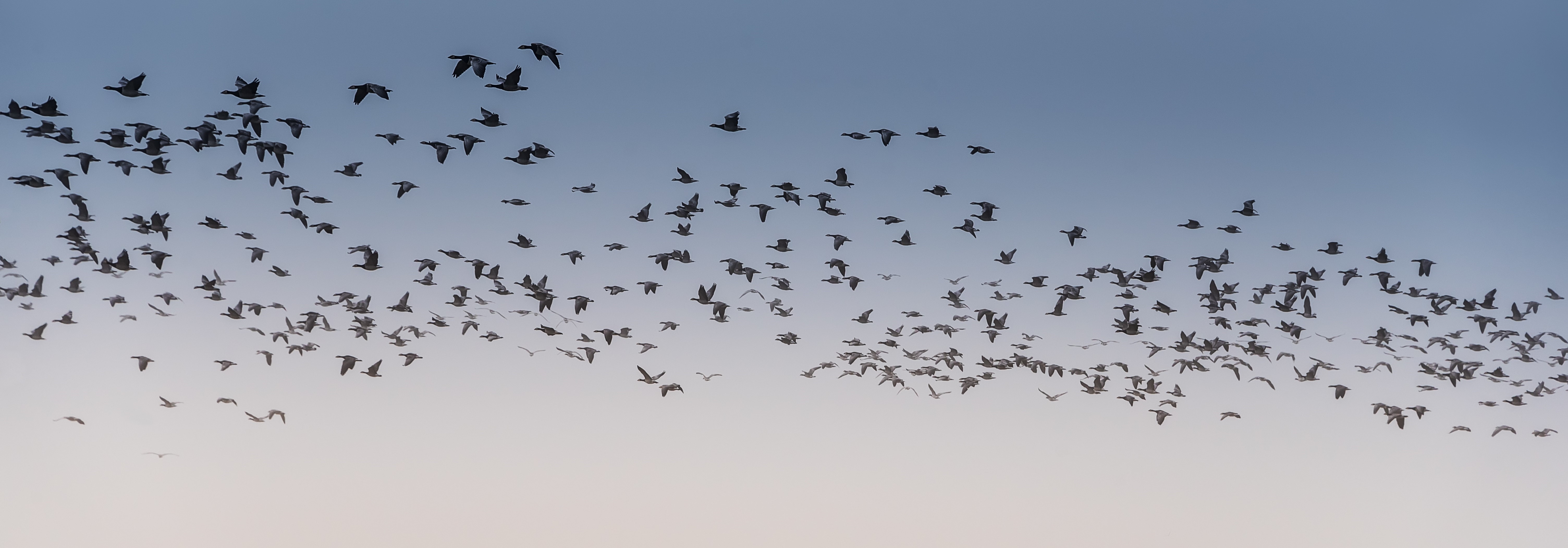 Purivox Gänseabwehr